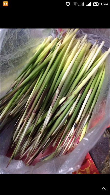 这个的学名叫什么?山东方言是gudi