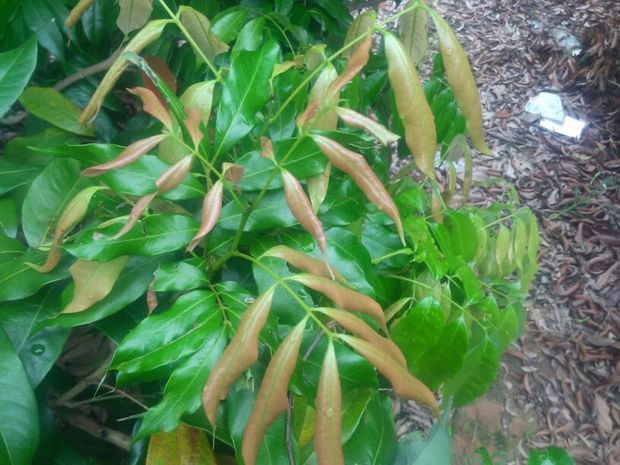 荔枝新叶微微卷曲是什么原因