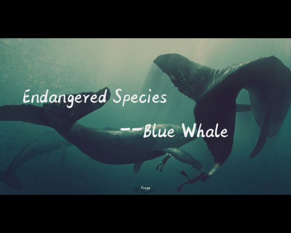 PPT全屏播放前电脑屏幕先缩小,导致播放时上