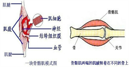 一块骨骼肌固着在同一块骨上b由肌腱和肌腹两部分构成c受