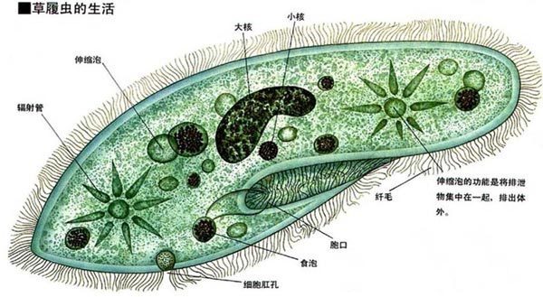 草履虫的种类