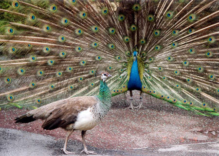 母孔雀是什么颜色的