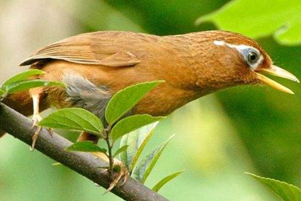 什么鸟叫声最好听?