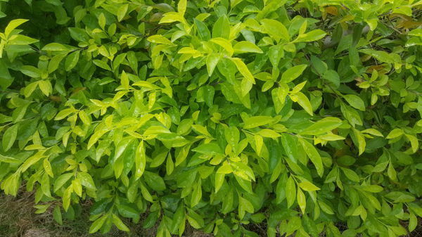 这是金叶假连翘.