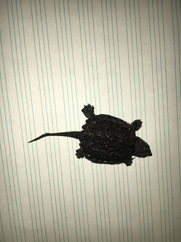 刚买的鳄龟尾巴折了该怎么办?急!