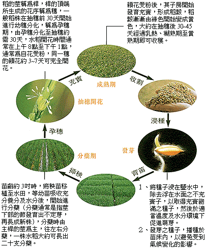 糯稻1823水稻种子图片