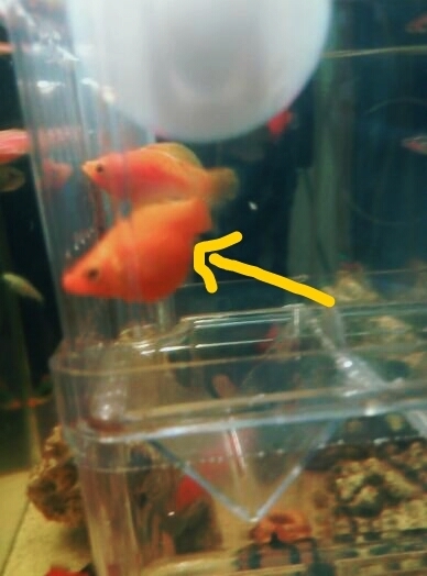 这条热带鱼还有多久下崽?有图