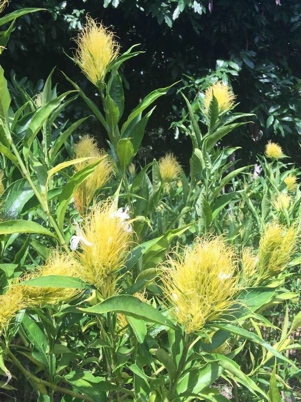03 白金羽花 学    名:schaueria flavicoma 英文名:golden plume 科