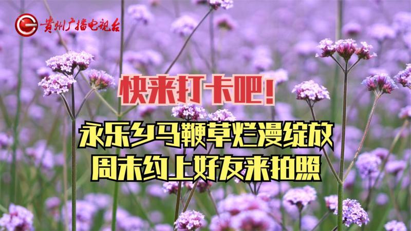 [图]快来打卡吧!永乐乡马鞭草烂漫绽放,周末约上好友来拍照