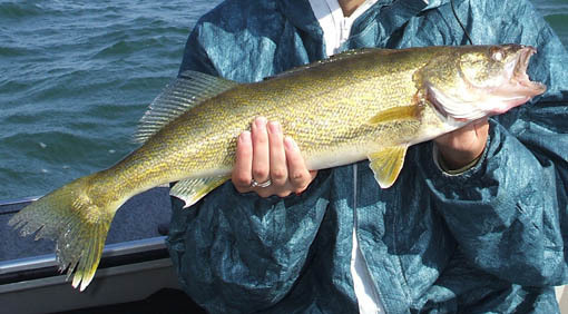 什么是walleye鱼?