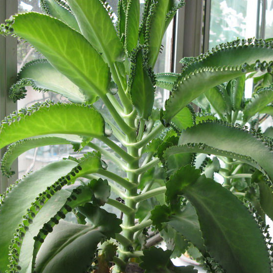 不死鸟是什么植物?