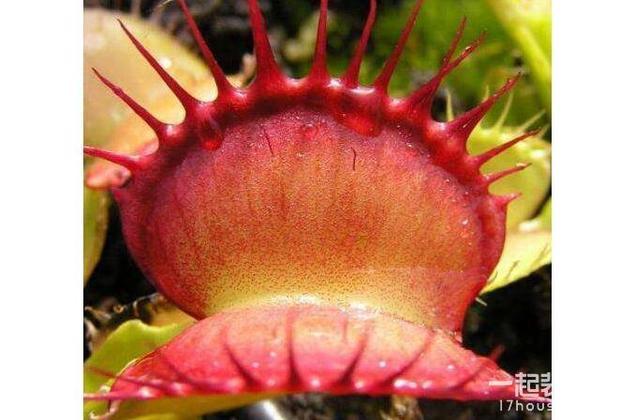 在家怎么养捕蝇草,最全捕蝇草栽培技巧