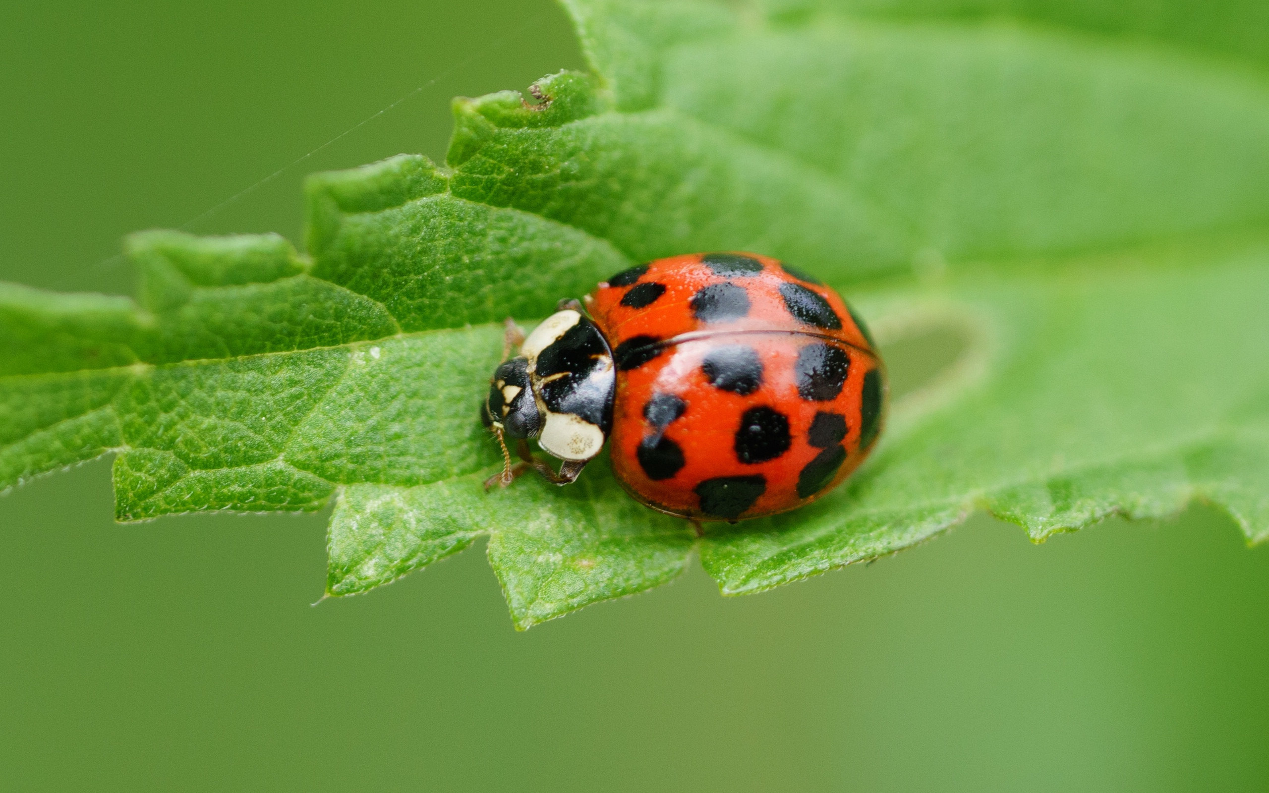 益虫七星瓢虫图片[图8]