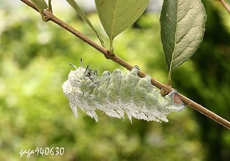 皇蛾的终龄幼虫,体色变成淡绿或灰绿色.