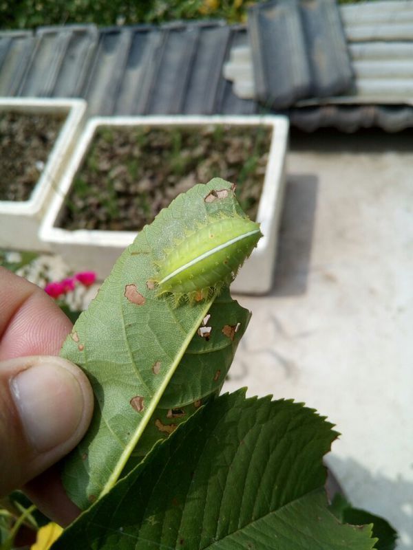 樱桃树上生的这种是什么虫子?该用什么药治呢?