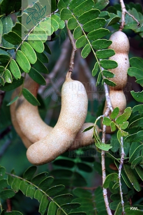 求教这是什么树