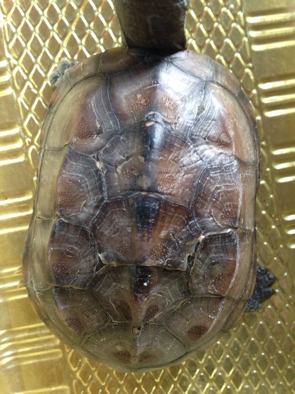 乌龟得了腐甲,干养了一星期然后用百多邦擦病