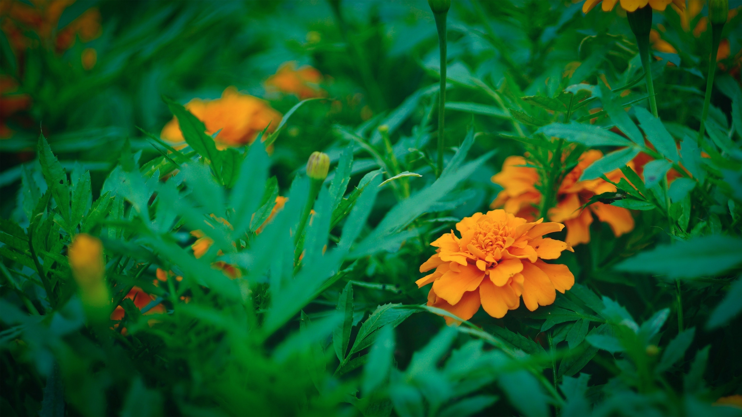 好看的鲜花图片大全[图3]