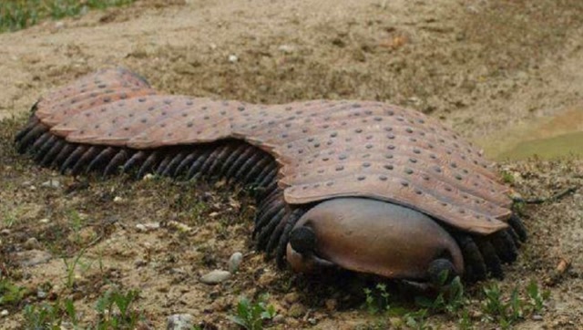 它是地球上已知最大的蜈蚣,体长超过三米,网友:还好灭绝了!