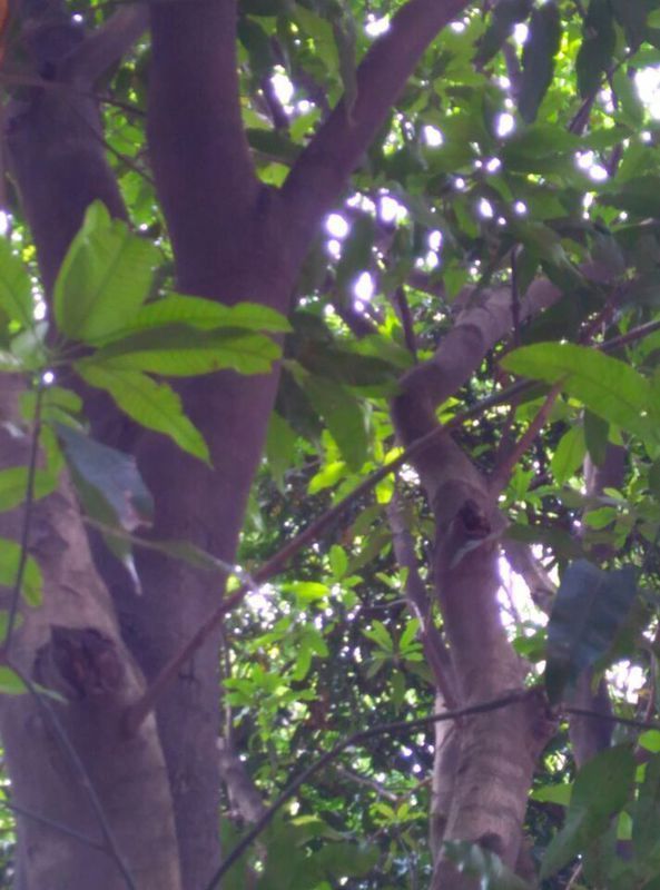 大家看看这是什么树?反正不是芒果树,但跟芒果