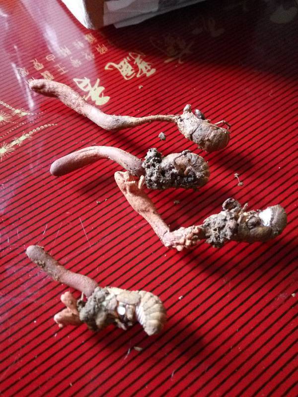 这是什么,知了头上长的