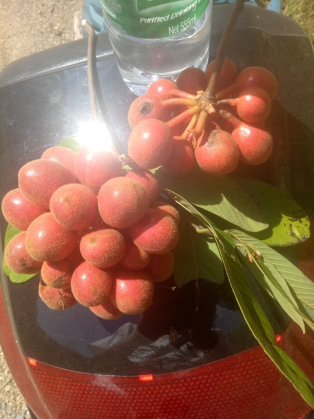 求问这种野果叫什么