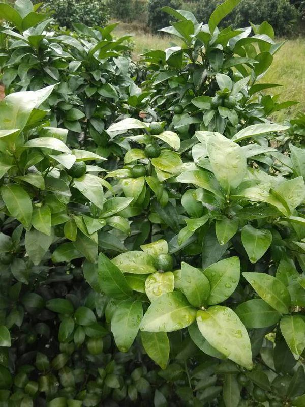 请问各位有种植技术的朋友们,沙糖桔黄叶是什