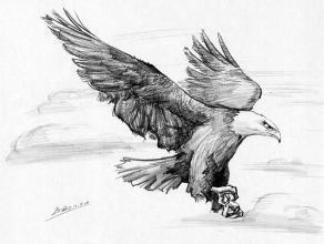 雄鹰展翅图片手绘图片