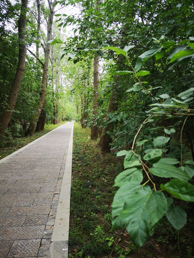 枝繁叶茂的树木互相掩映是什么意思?