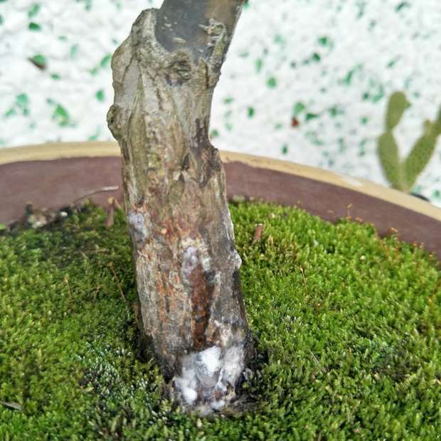 有谁知道我这红枫生什么病了 怎么治?