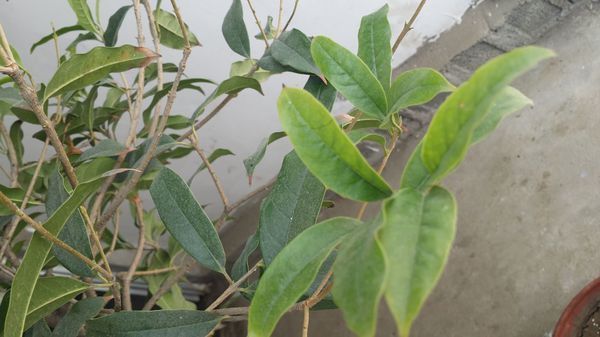 成波浪形,边缘没有锯刺。来个详细解答的我给