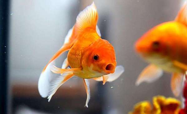 金鱼游泳时不断地张开嘴是因为什么