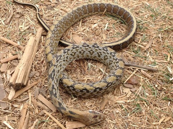 12.31 参考答案: 蚍蜉撼大树,可笑不自量.