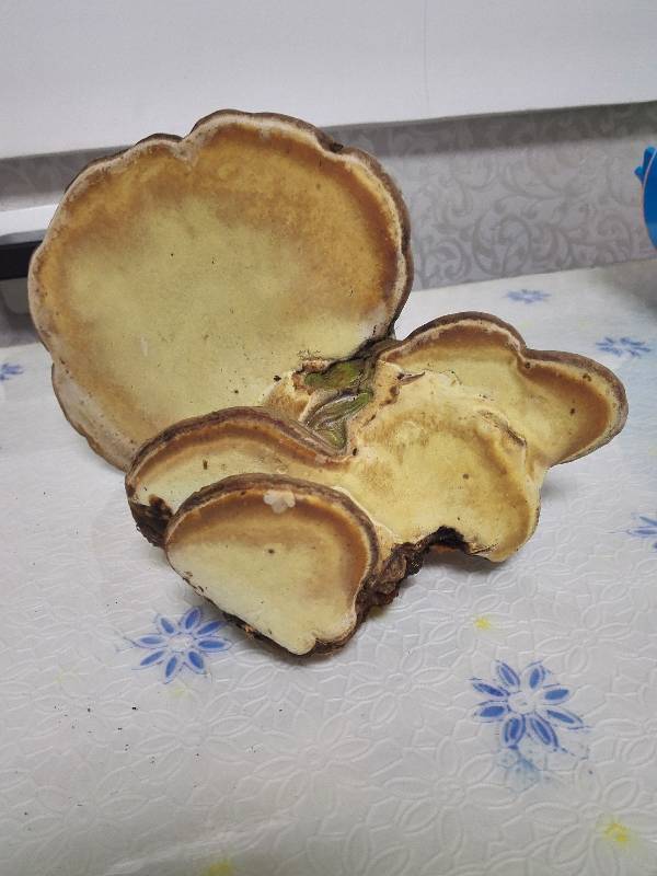 这个是树舌吗?在桃树上长的,有什么价值吗