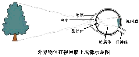 人的视觉成像可用图示表示