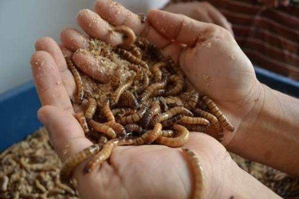 为什么多数啮齿动物会喜欢吃面包虫?