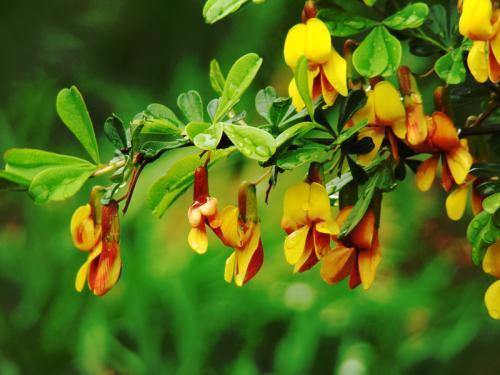 花枝俏是什么意思?