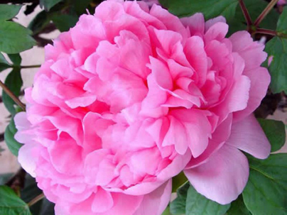 中国最大富豪是谁?