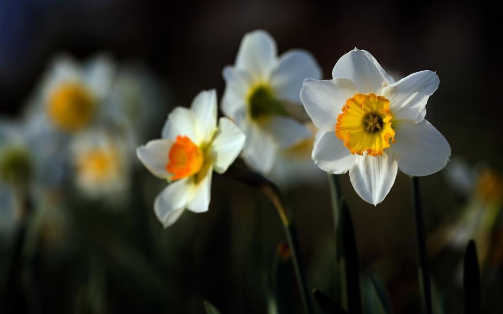 水仙花花语自恋电脑壁纸[图12]