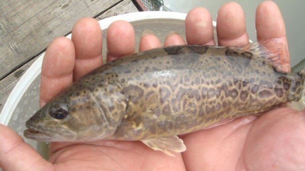 这是什么鱼,有牙齿,尾巴很小嘴巴很大,身上还有类似豹纹的斑点