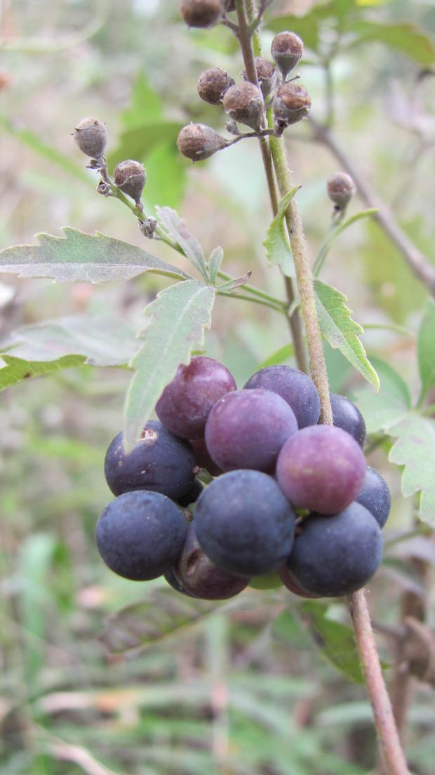 在山上遇见的野生植物,小时候经常见就是不知道名字,求知道的大神指教