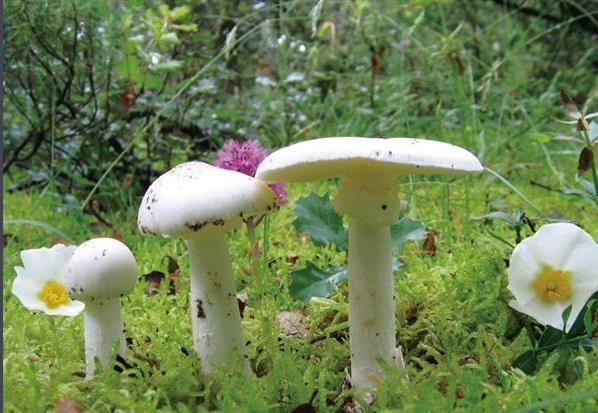 上海阿姨采了野生白蘑菇竟进入icu,常见的毒蘑菇有哪些?