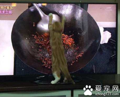 猫咪"炒菜"视频火爆社交网络 受到大家的热捧