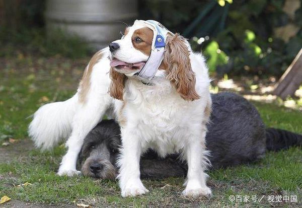 冬季该如何给狗狗洗澡,狗狗冬天洗澡水温以及