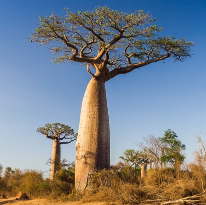 瓶子树(木棉科植物) 雨季的时候长叶子,旱季时叶子掉落,开花.