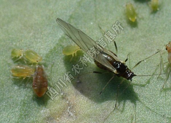 这是蚜虫的有翅成虫,图比较小,从其寄主为十字花科的白菜来看,比较