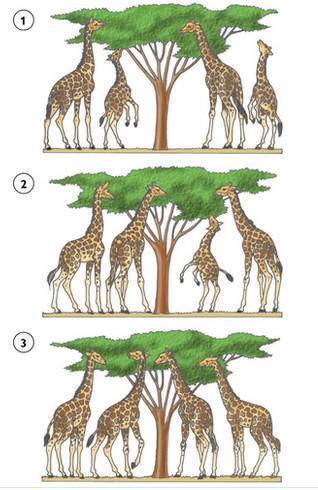 主流科学家为什么很少使用达尔文进化论呢?