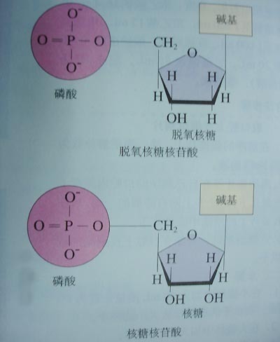 脱氧核糖核苷酸图示图片