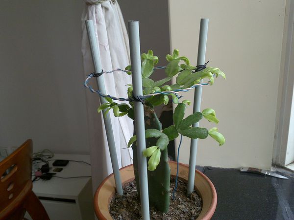 如何做蟹爪兰支架