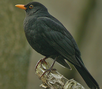 乌鸫会说话吗 该鸟是不会说话的